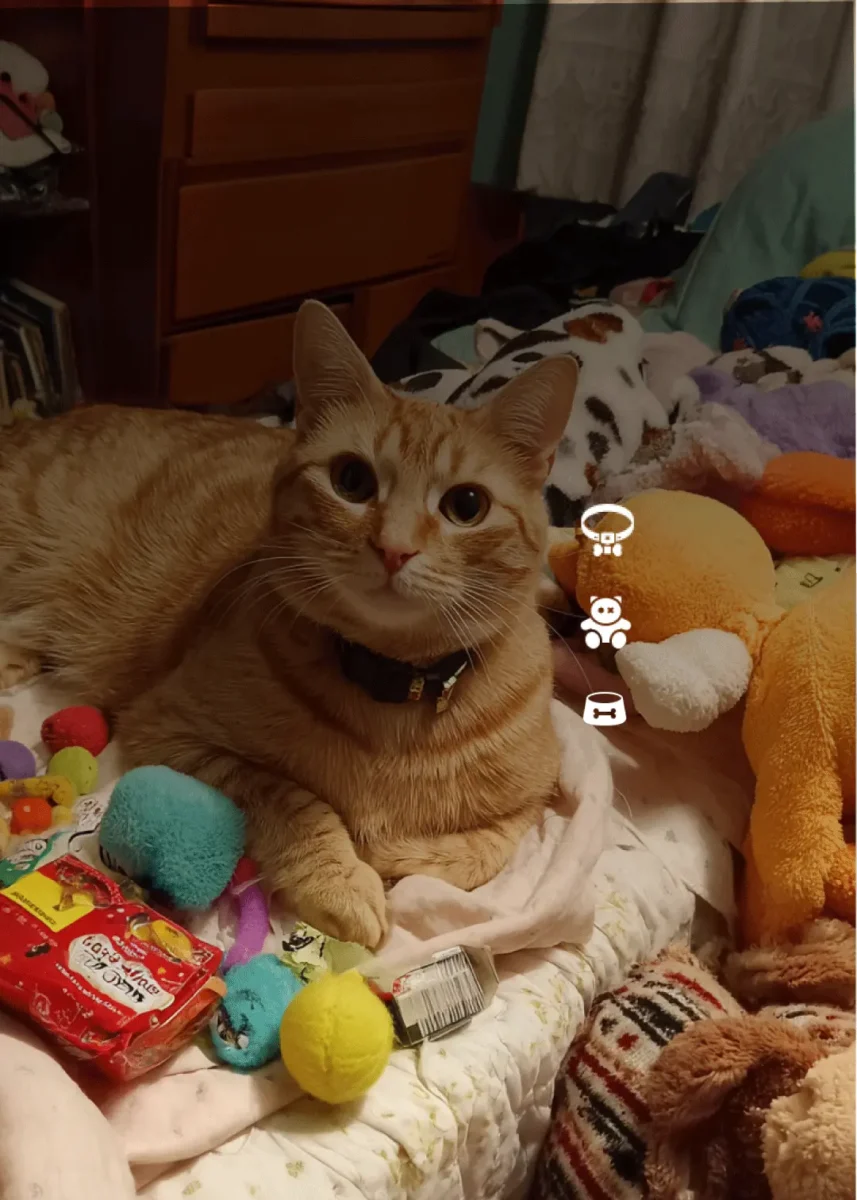 gato durmiendo con sus juguetes tienda de mascotas